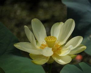 "India National Flower", Lotus, Plastic Surgery, India, Nouvelle Inc., Compression Wear